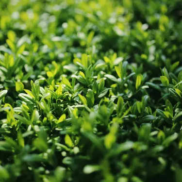 And the winner is... Hækkens Store Vindere